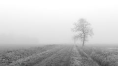 *** Im Nebel *** 