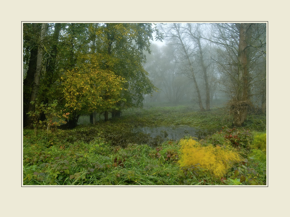 Im Nebel.