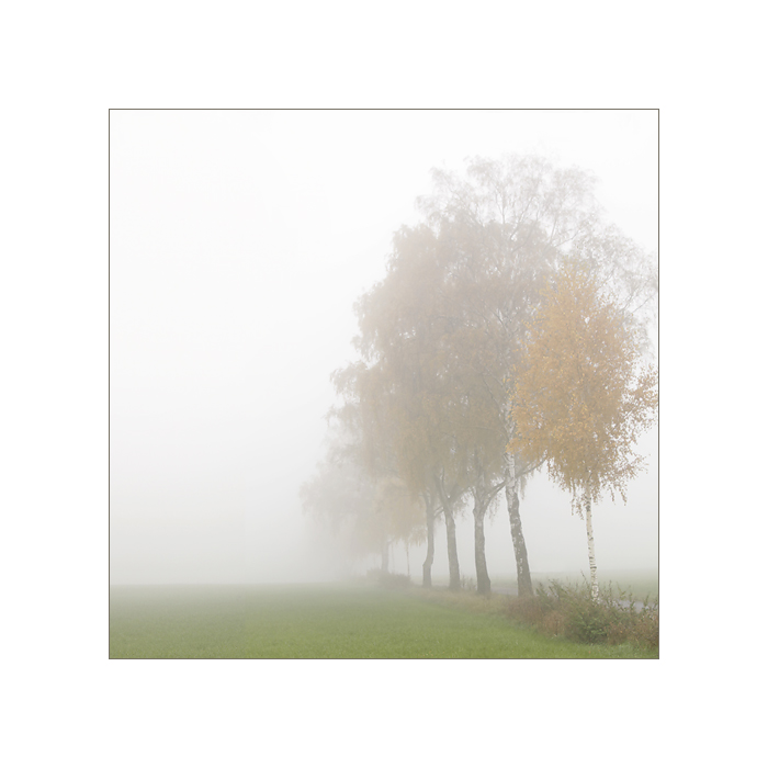 im nebel (1)