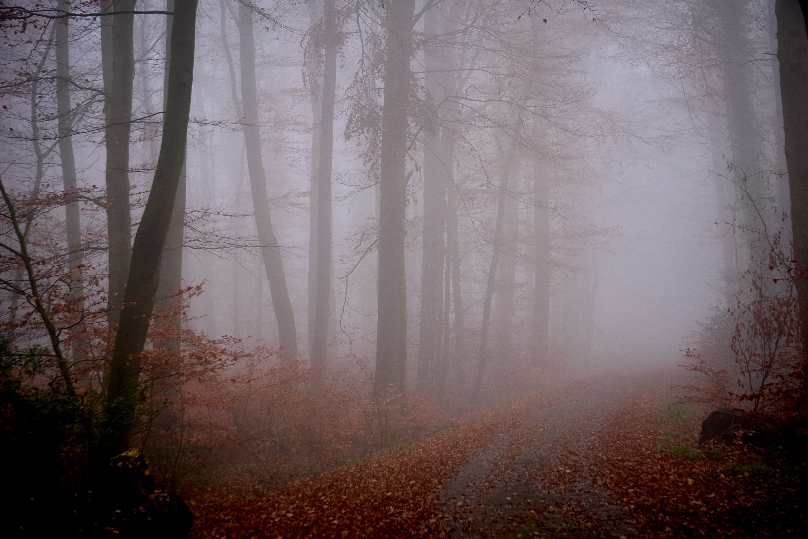 Im Nebel (1)