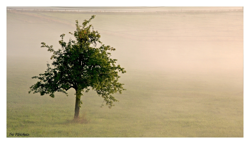 Im Nebel