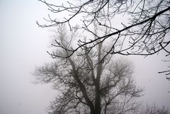 Im Nebel 2