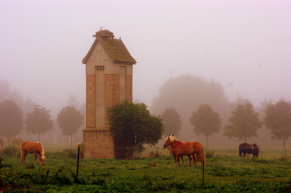 im Nebel