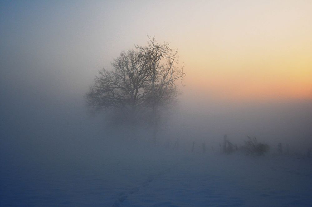 Im Nebel Foto & Bild landschaft, Äcker, felder & wiesen, natur Bilder