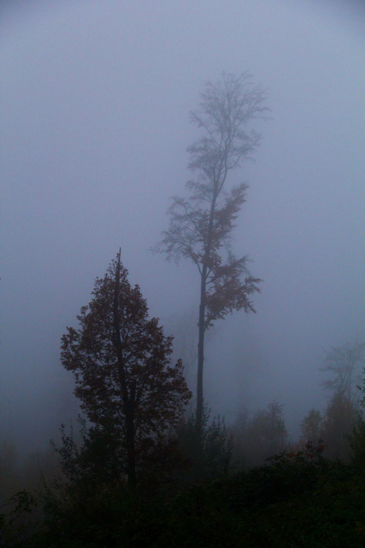 Im Nebel