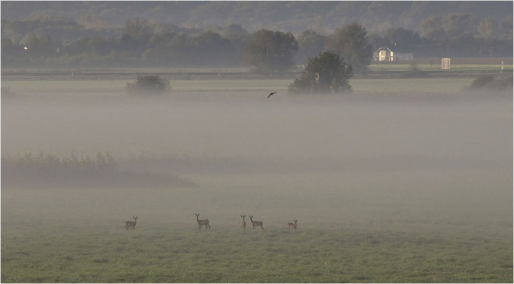 Im Nebel