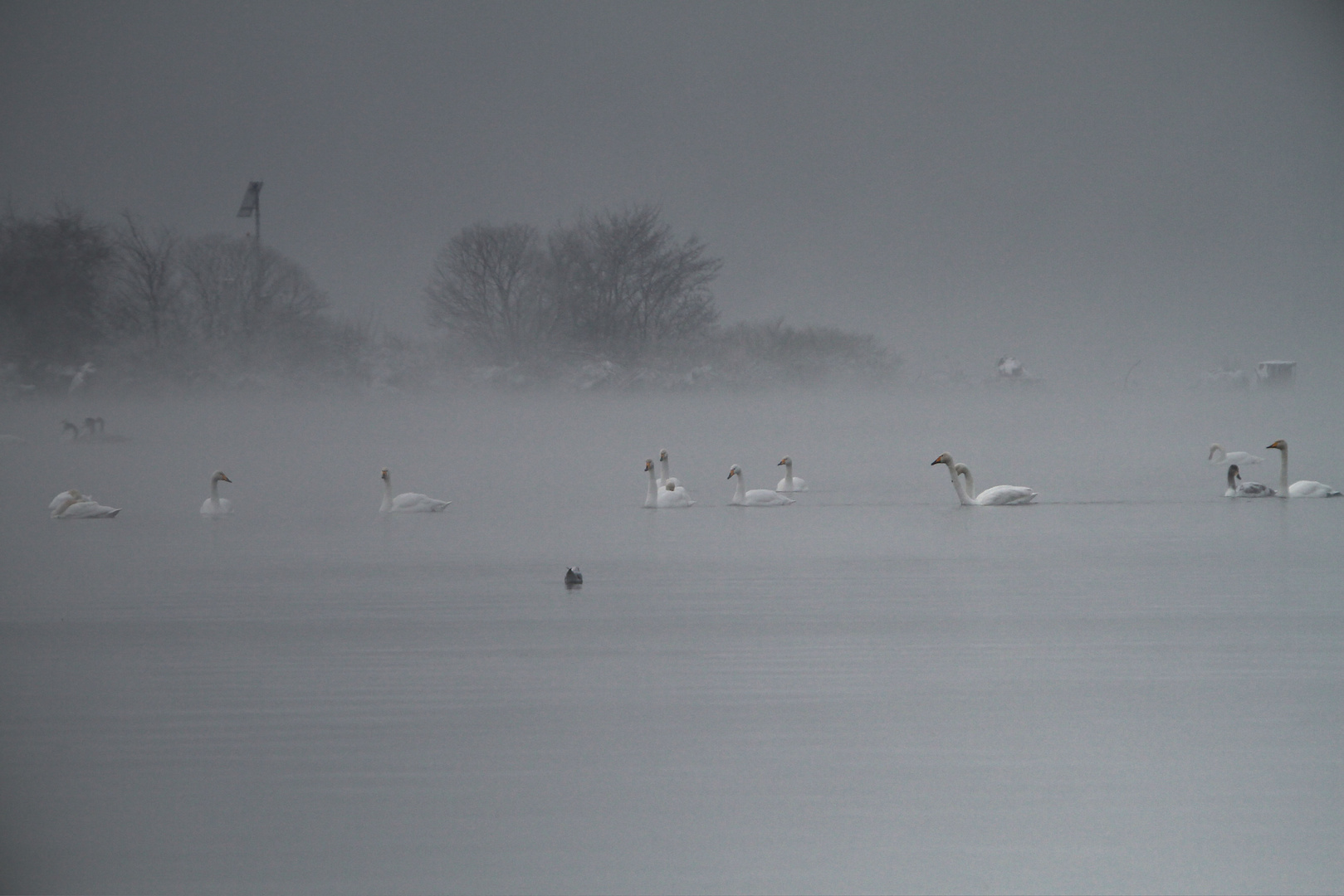 Im Nebel