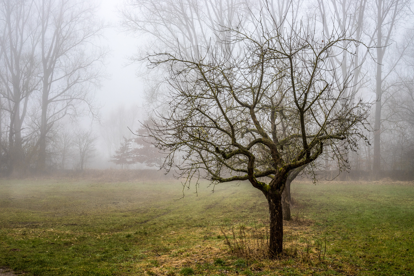 Im Nebel Foto & Bild | landschaft, jahreszeiten ...