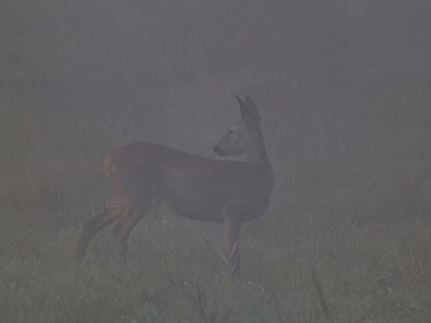 Im Nebel