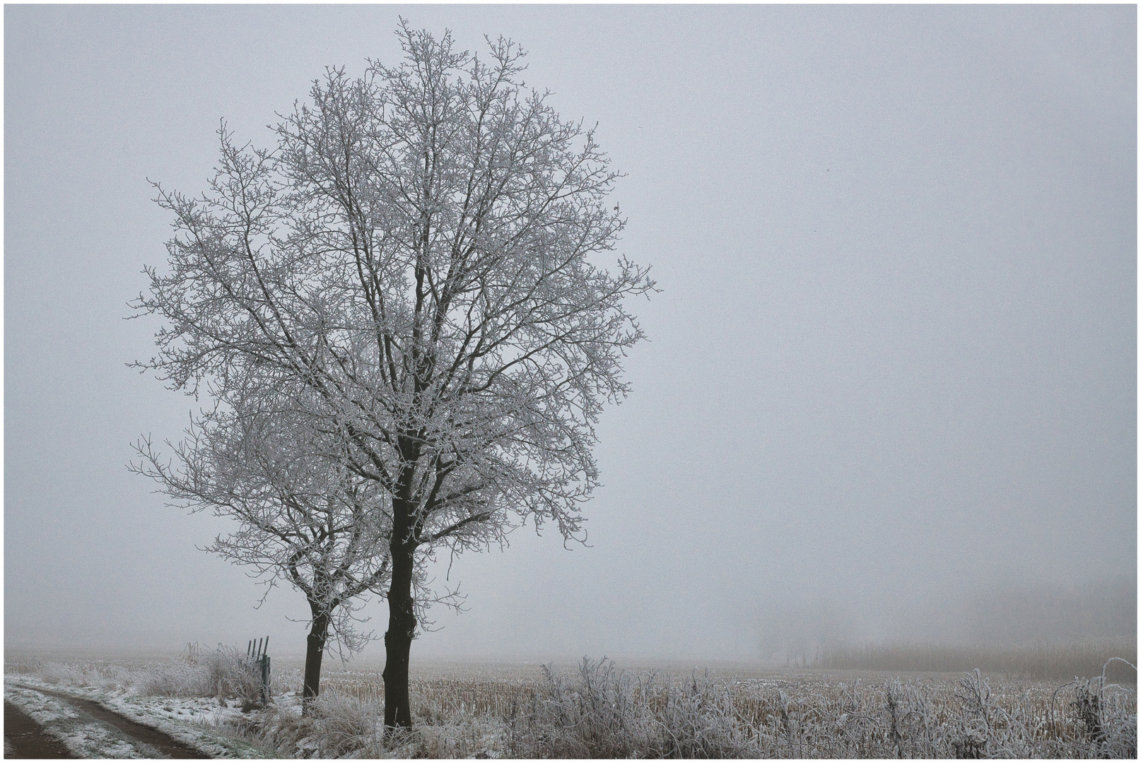 im Nebel