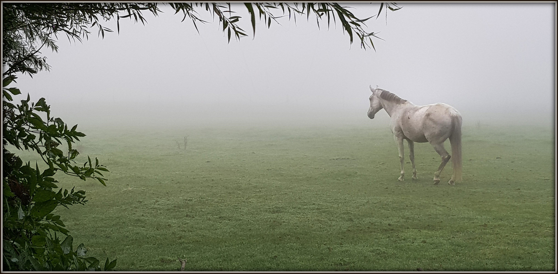 Im Nebel