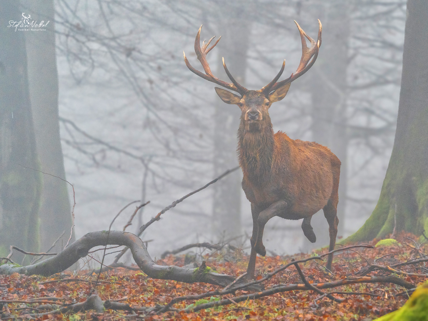 Im Nebel