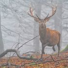 Im Nebel