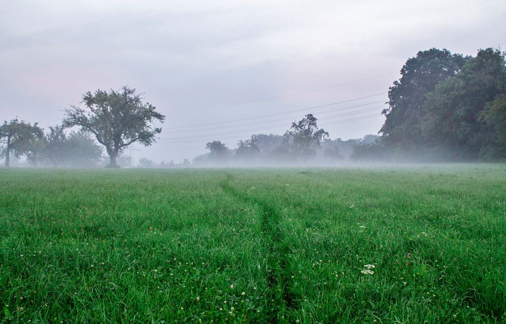 Im Nebel