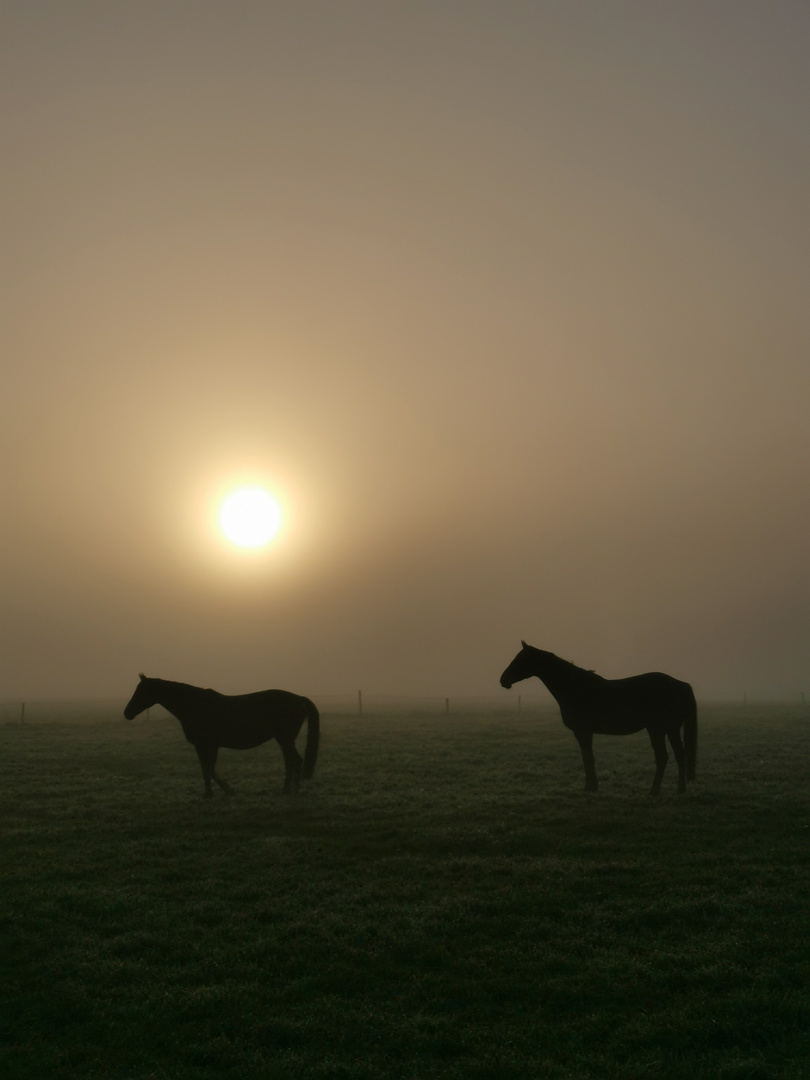 Im Nebel 