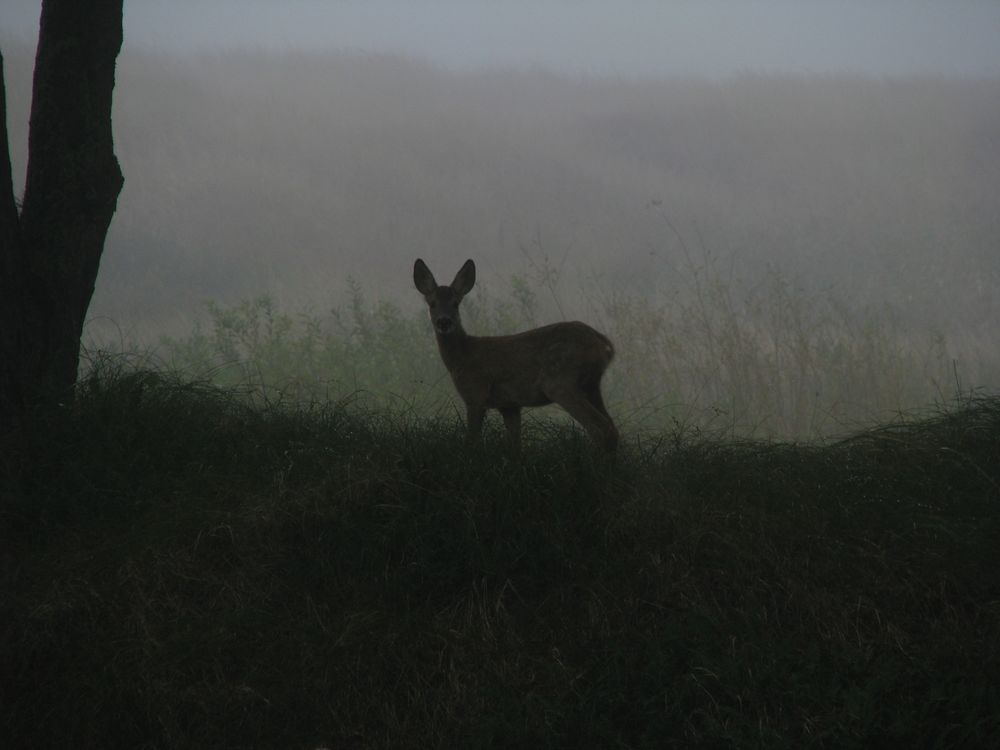 Im Nebel