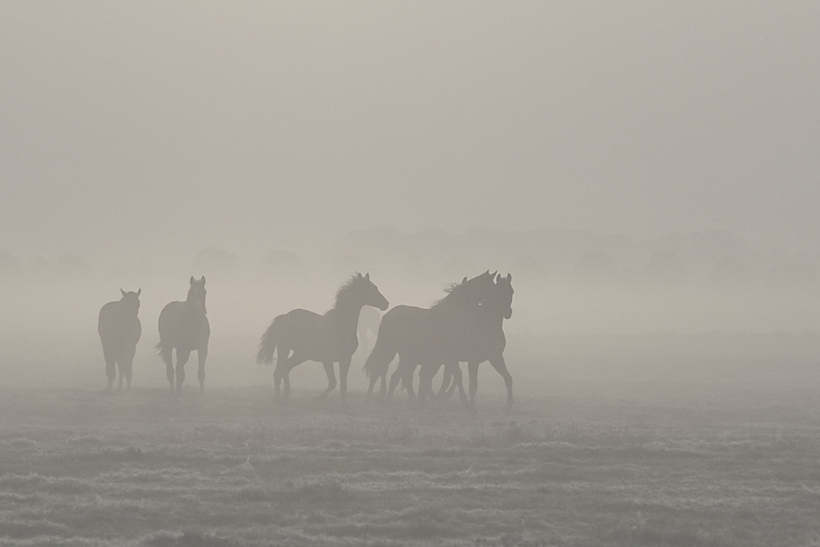 Im Nebel