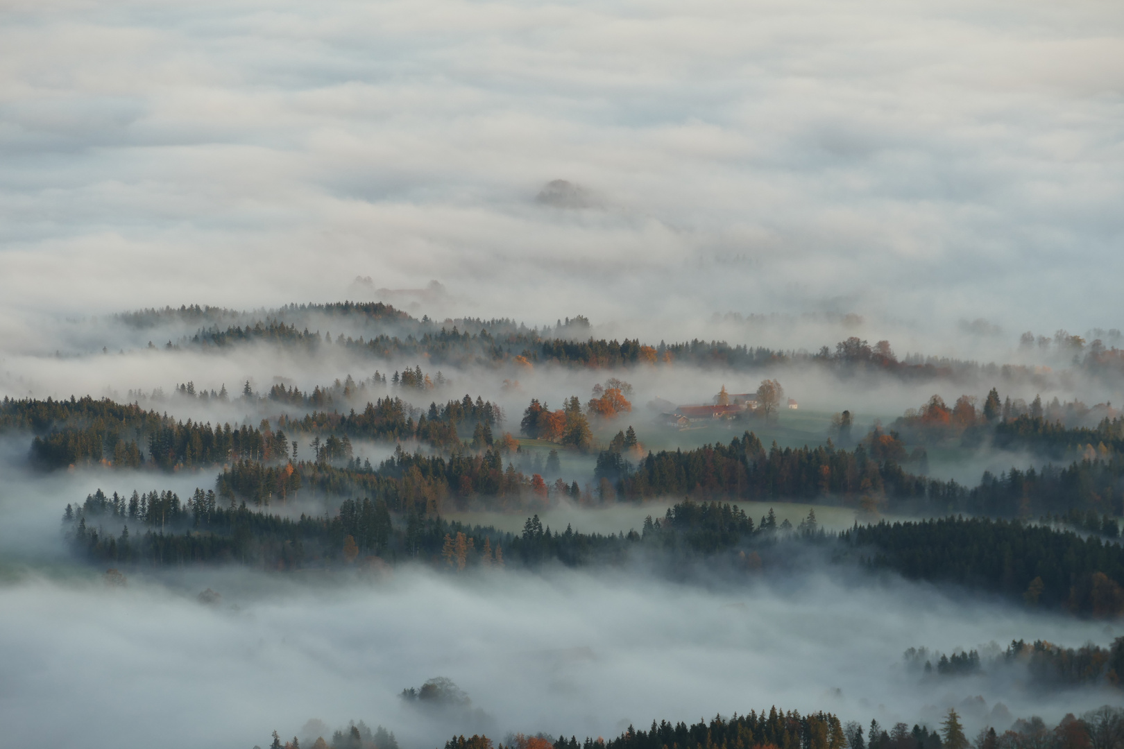 im Nebel