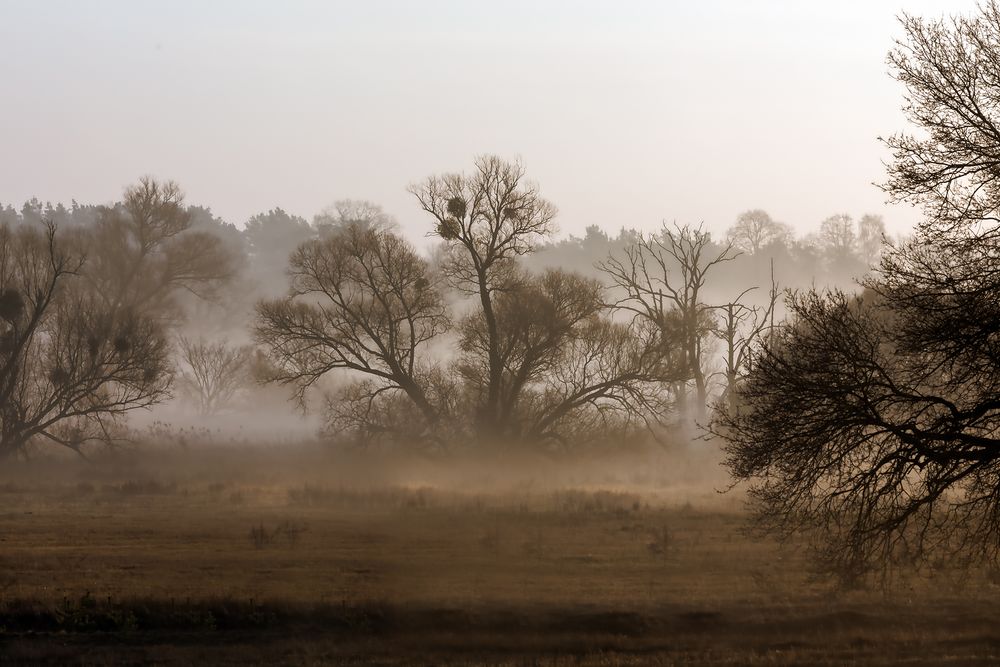 Im Nebel