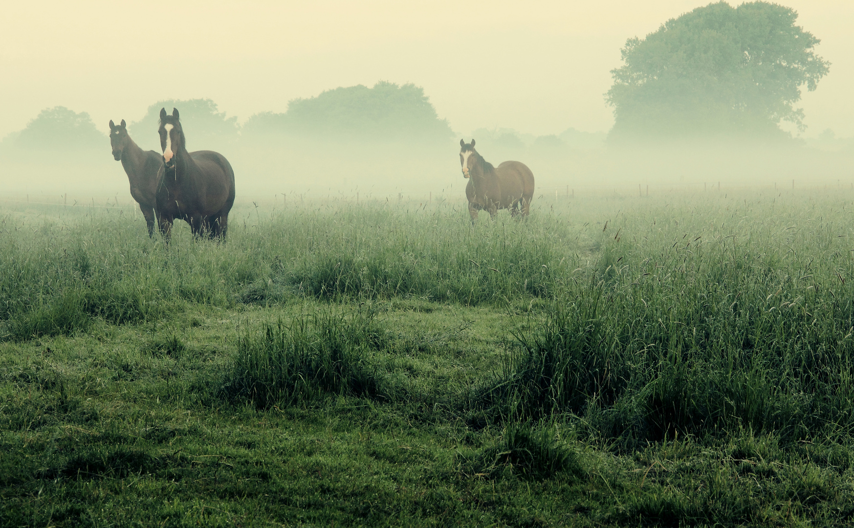 Im Nebel