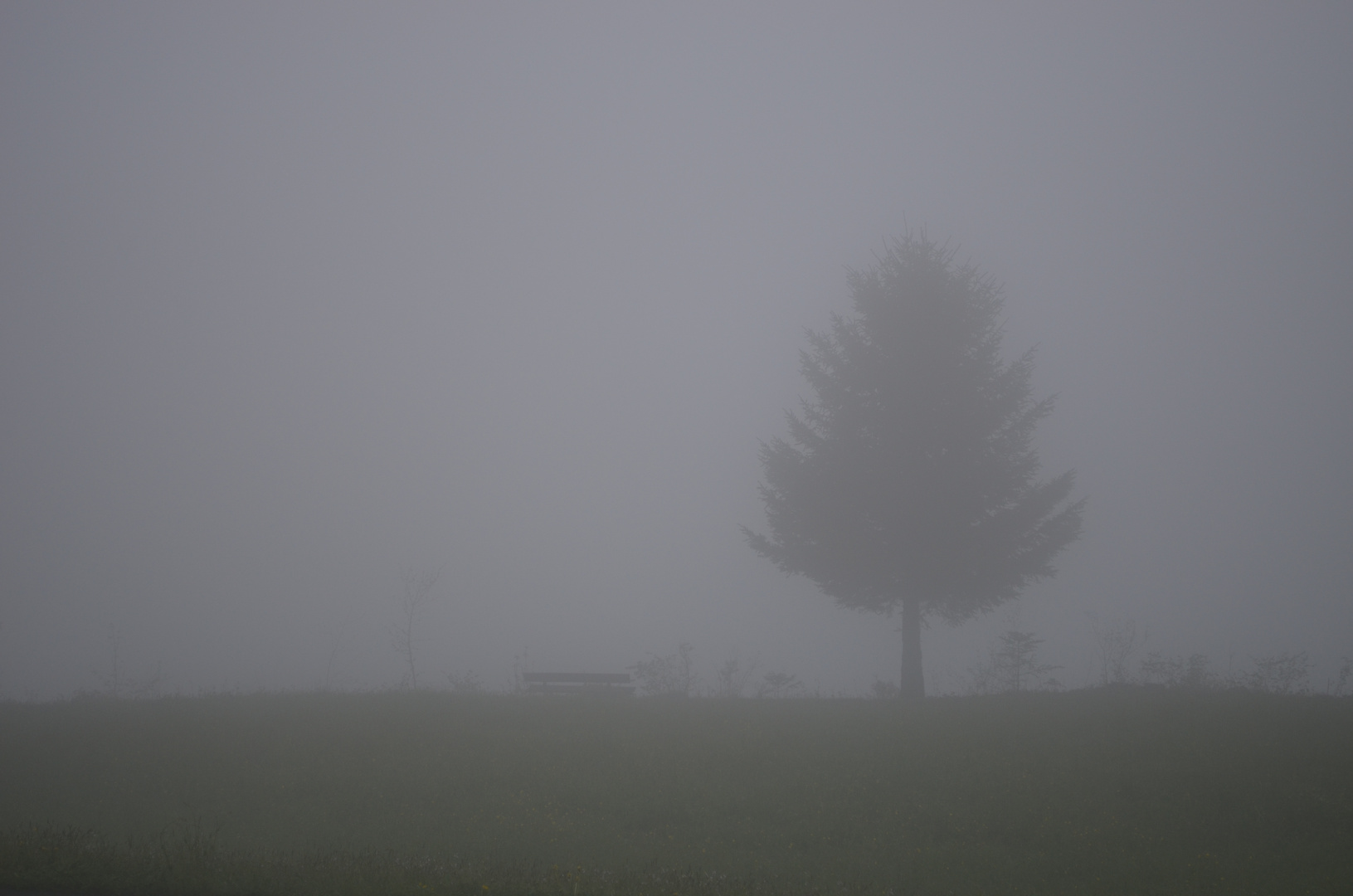 im Nebel