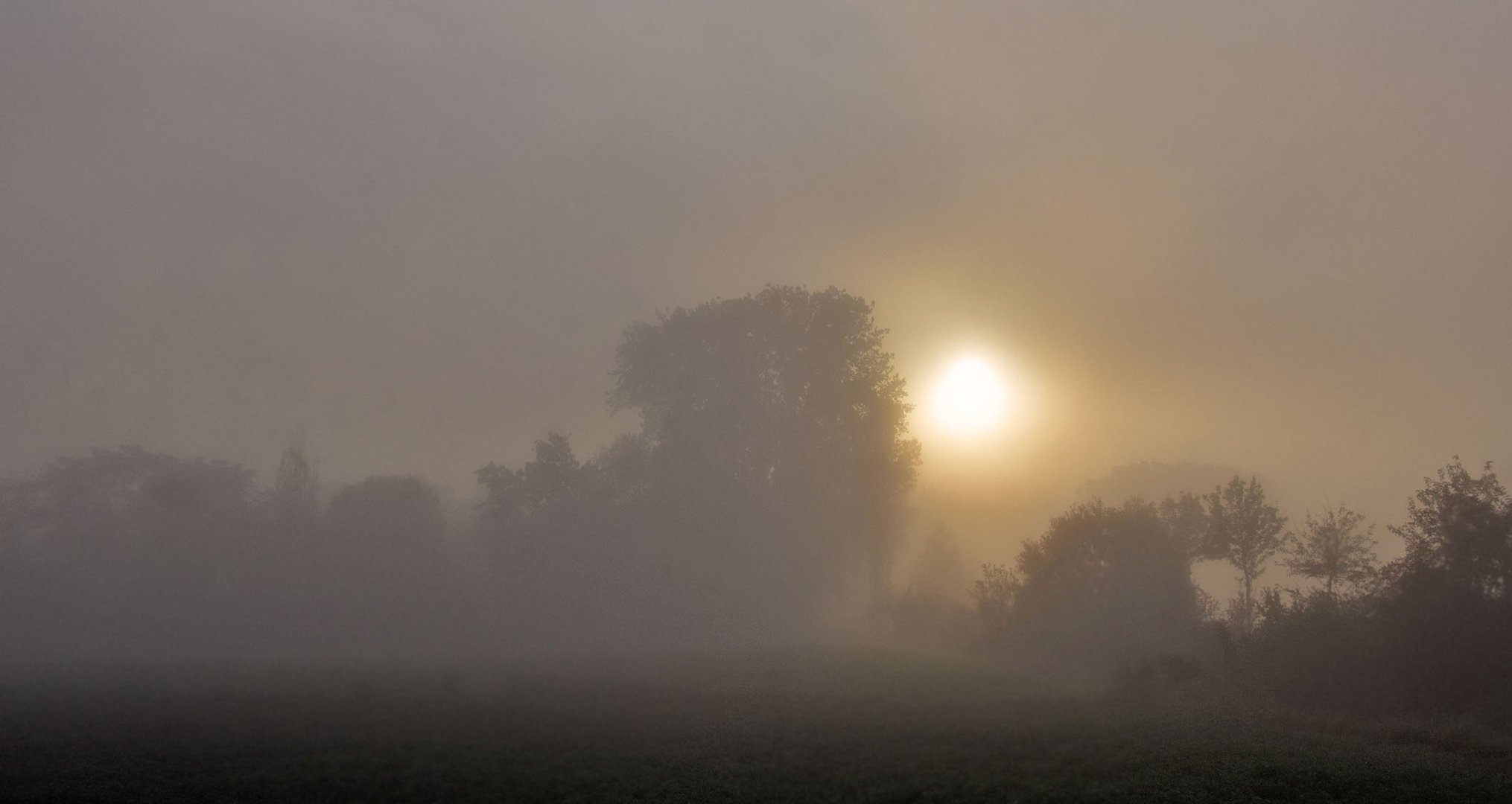 Im Nebel am Main....