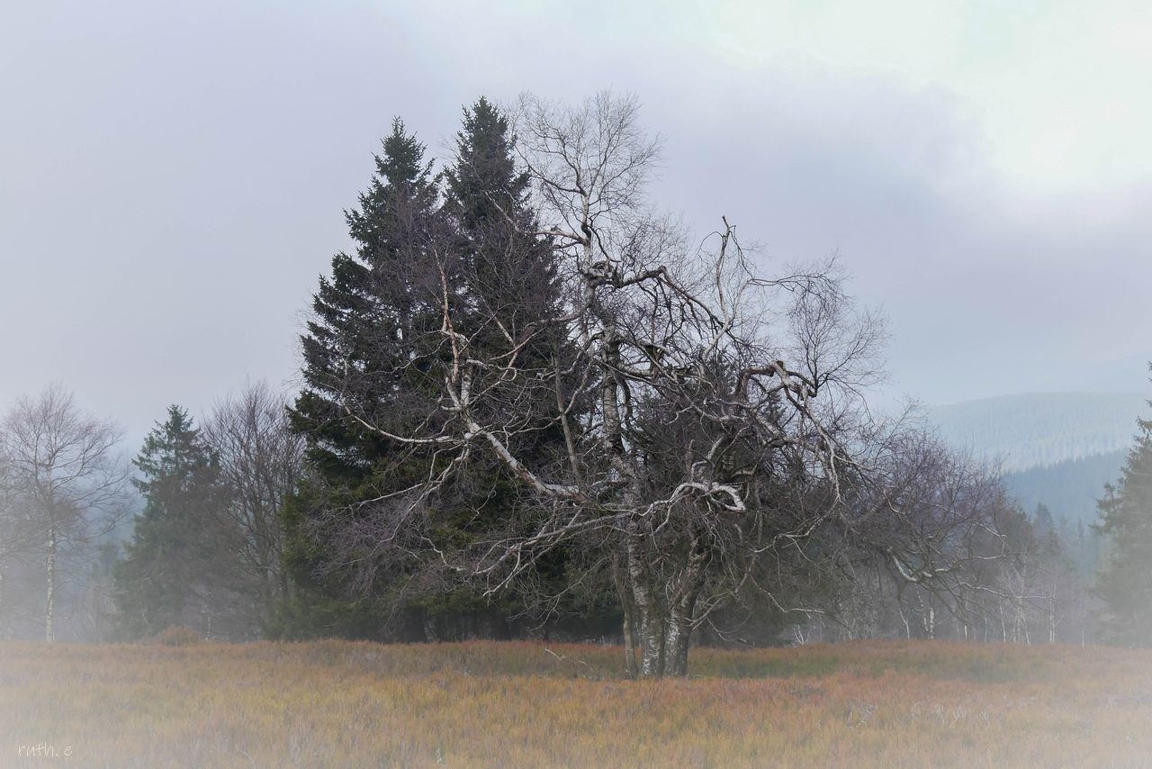 Im Nebel auf dem Kahlen Asten