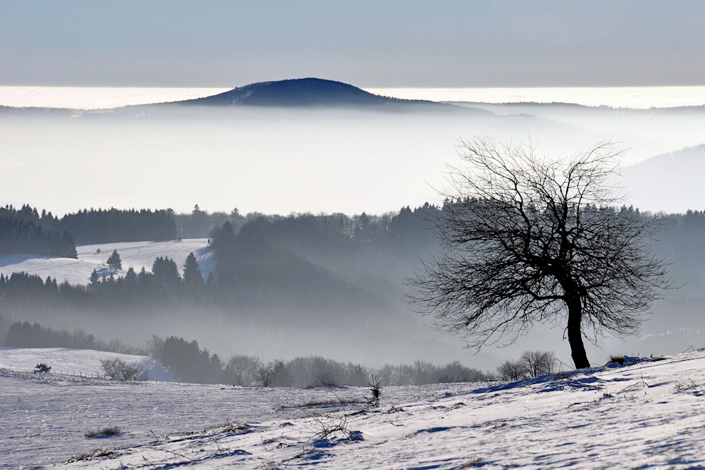 im Nebel