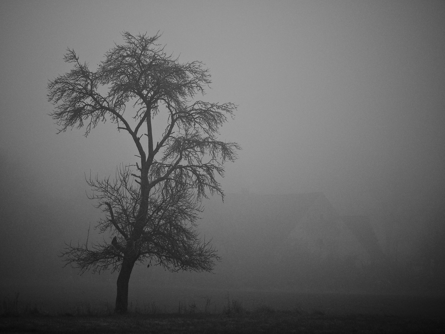 Im Nebel....