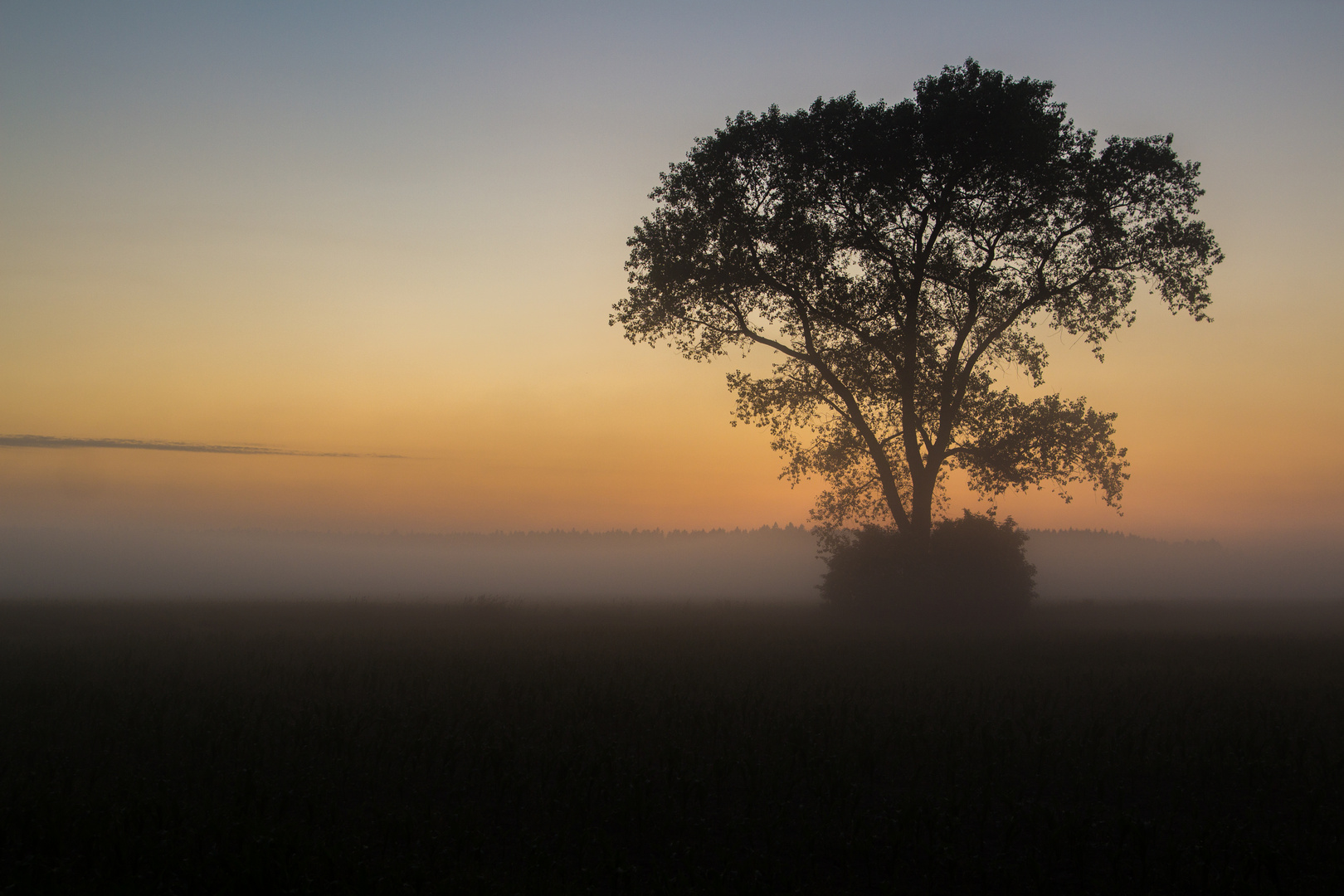 Im Nebel