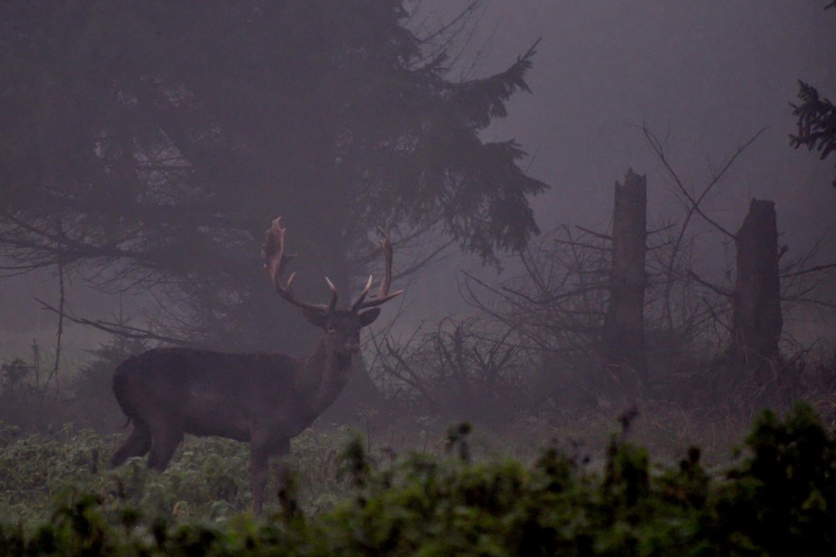 Im Nebel......