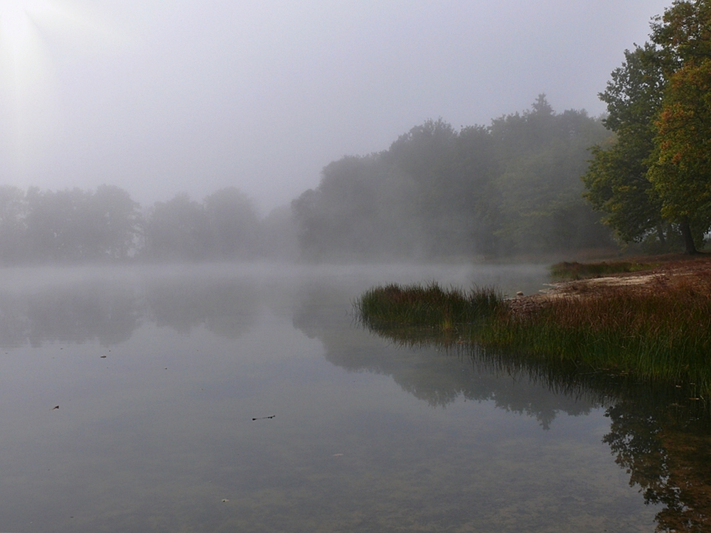 im Nebel