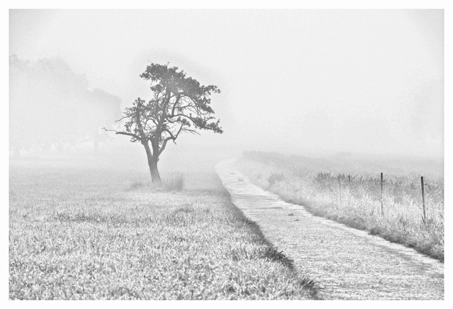 im Nebel - der Weg