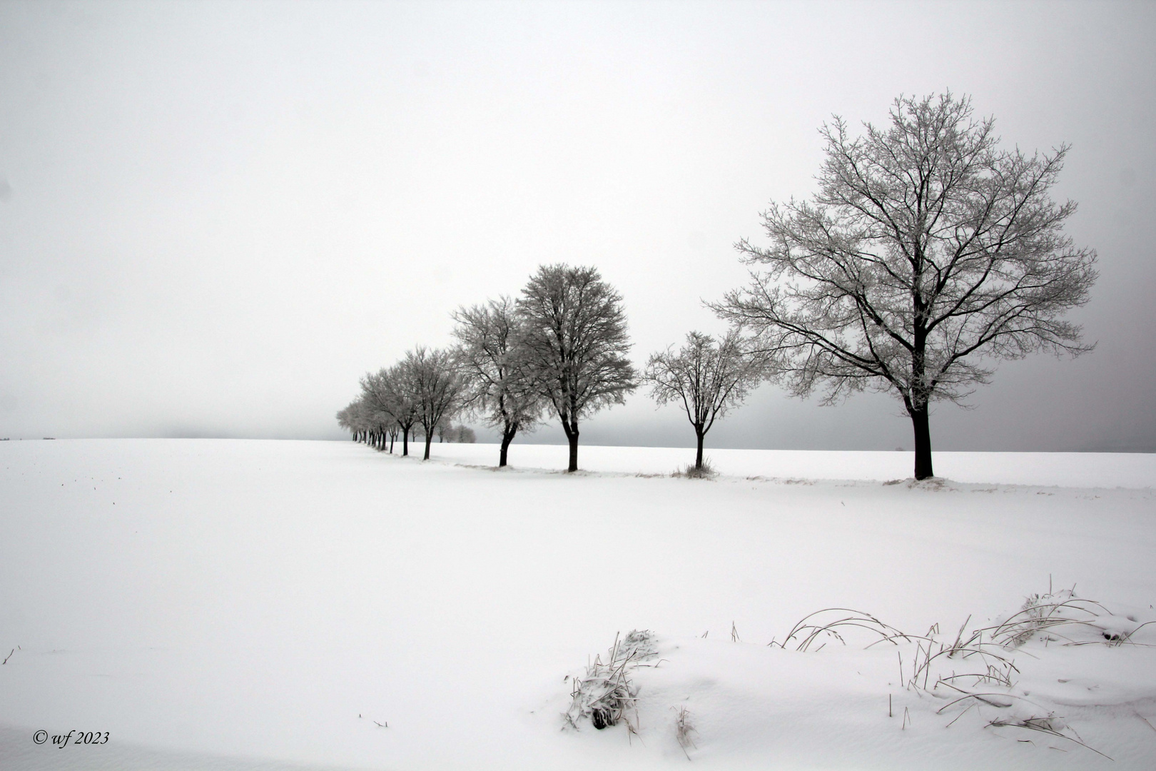 Im Nebel durch den Schnee