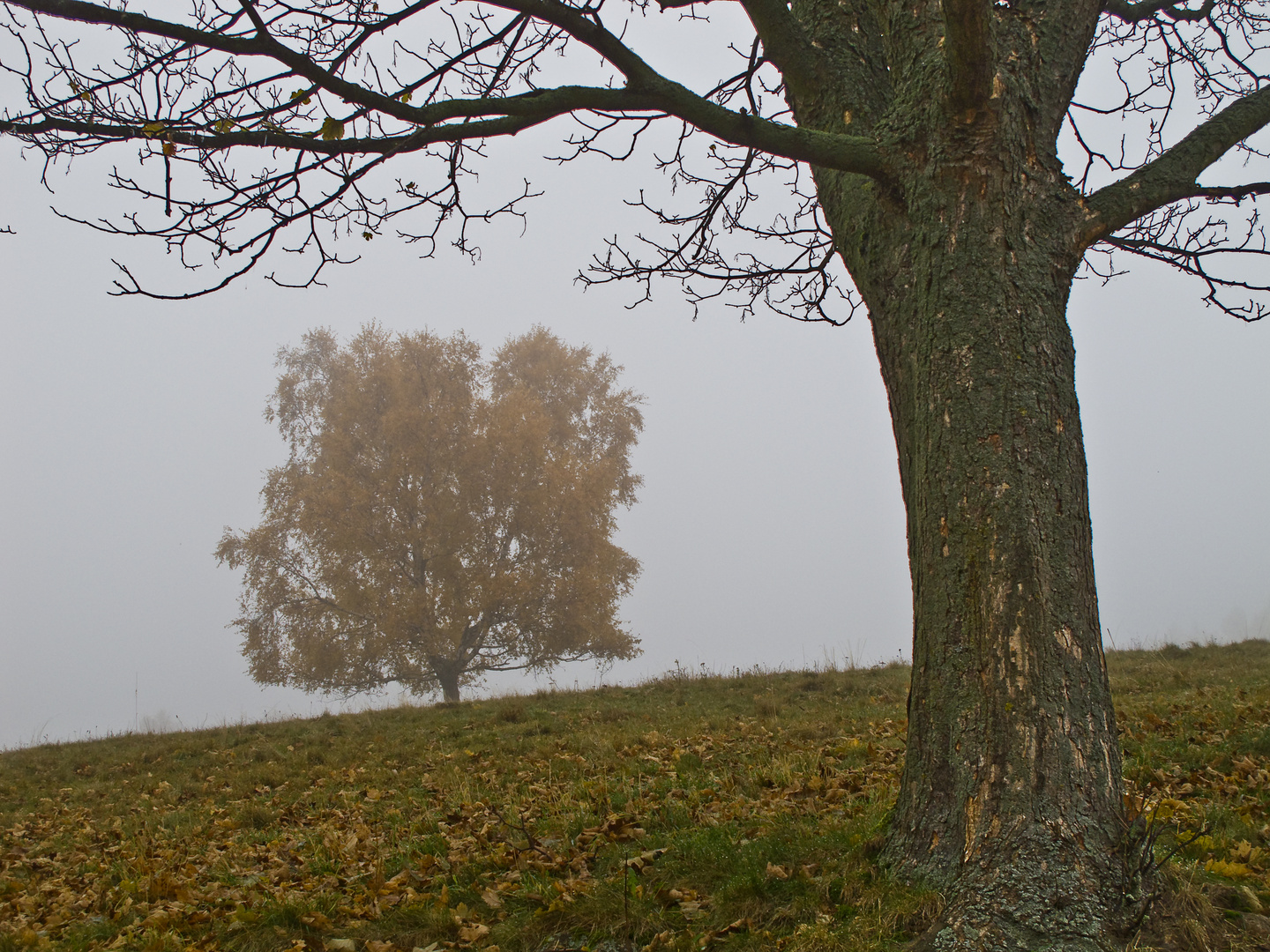 Im Nebel