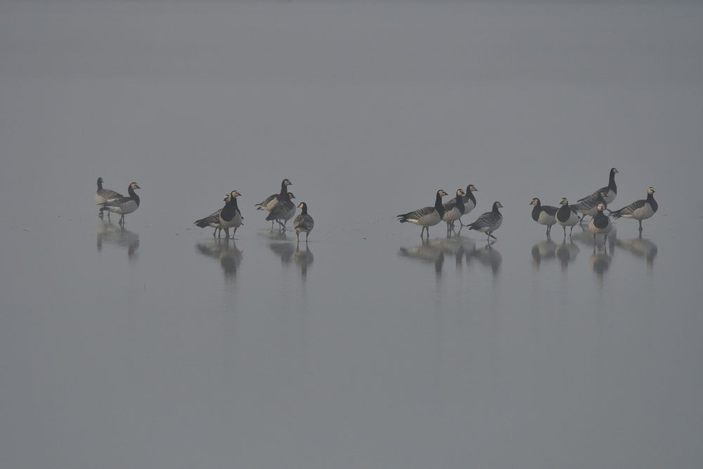 im Nebel gespiegelt