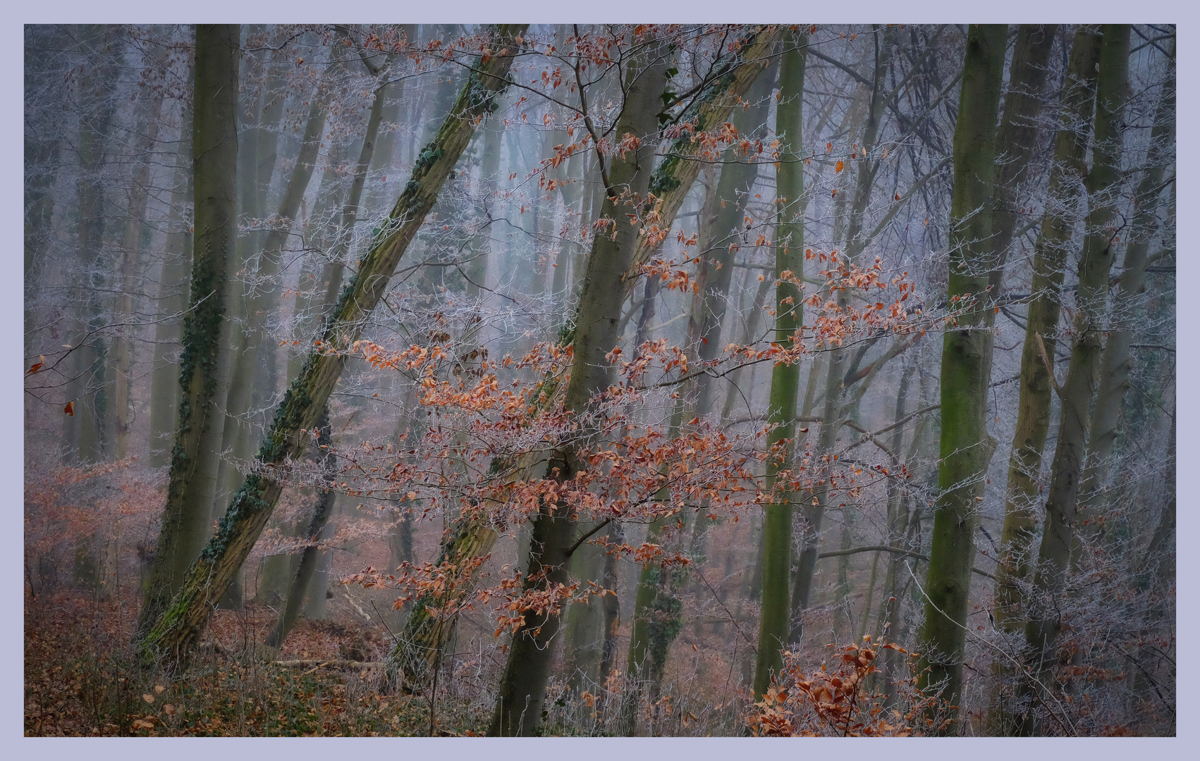 Im Nebel, im Wald, im Winter