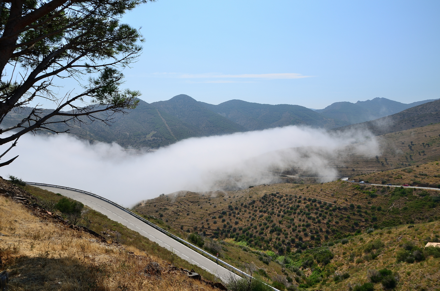 Im Nebel! In the fog! En la niebla