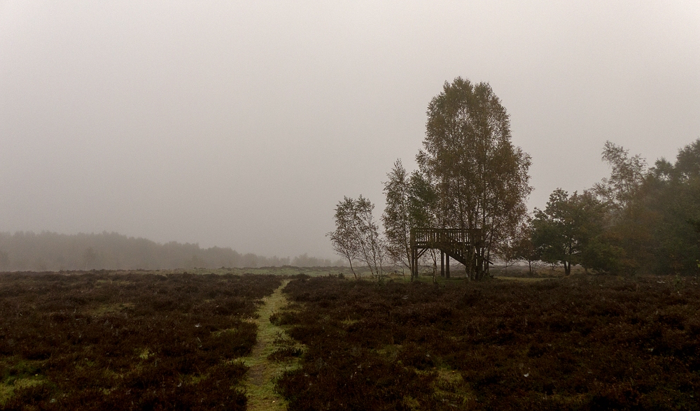 Im Nebel ins Gildehauser Venn