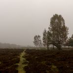 Im Nebel ins Gildehauser Venn