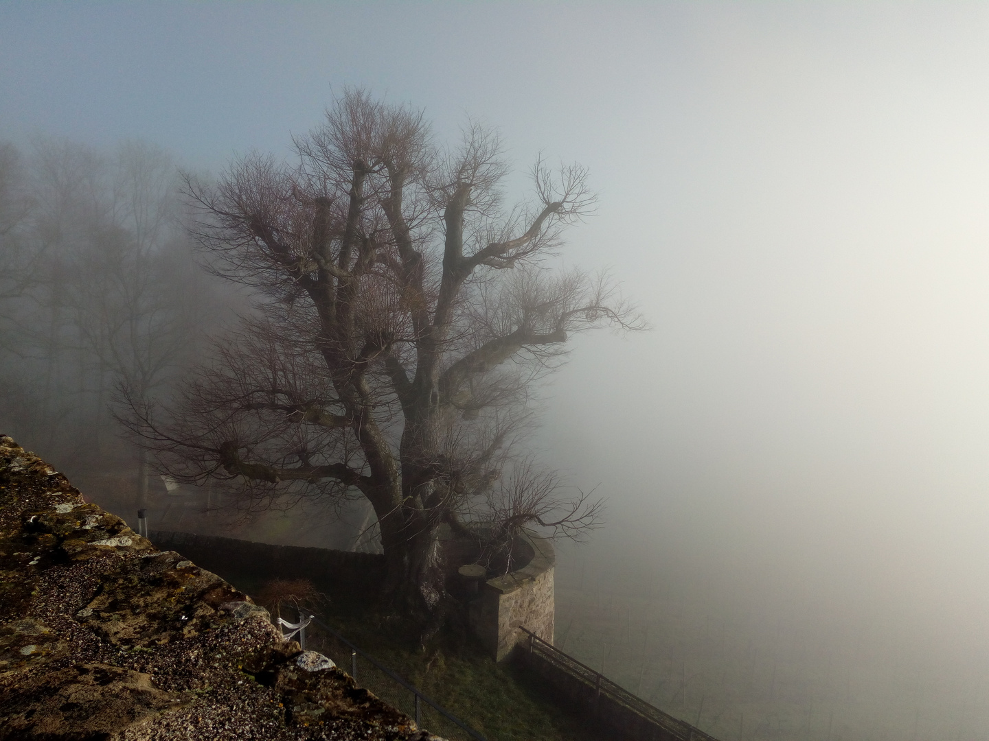 Im Nebel - Mein Freund der Baum