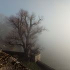 Im Nebel - Mein Freund der Baum