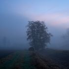 Im Nebel ruhet noch die Welt