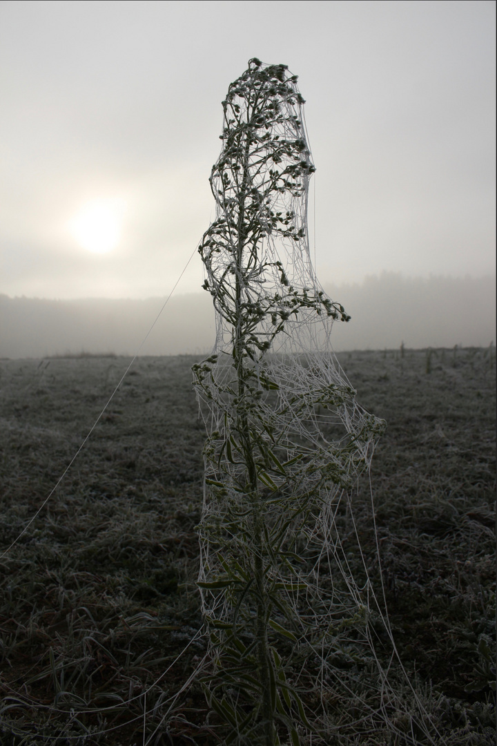 Im Nebel ruhet noch die Welt ...