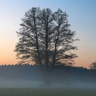 Im Nebel ruhet noch die Welt, noch träumen Wald und Wiesen;