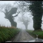 Im Nebel sehen englische Bäume manchmal aus wie...