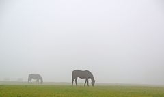 Im Nebel sind alle Pferde grau.