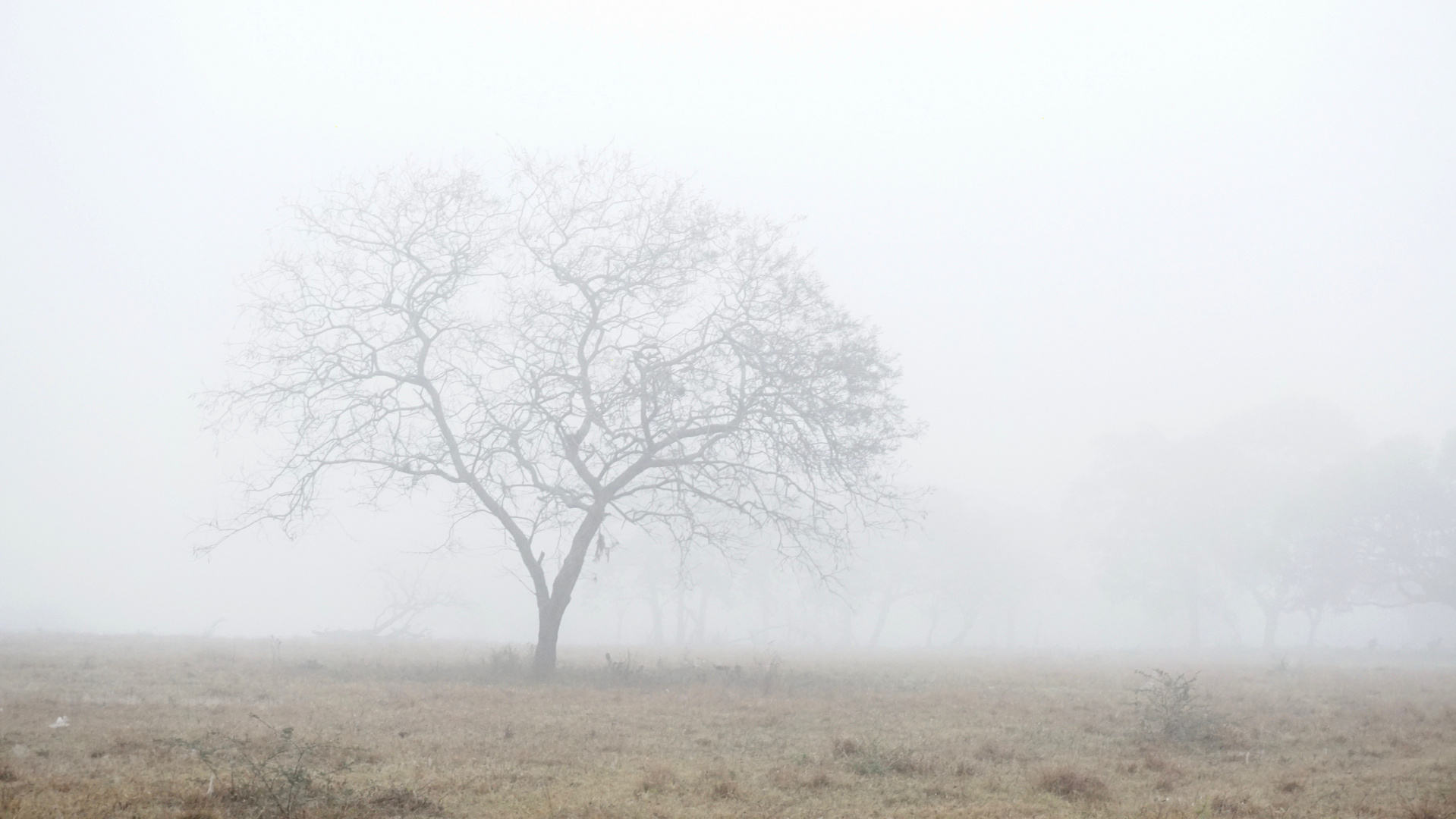 im Nebel stehen