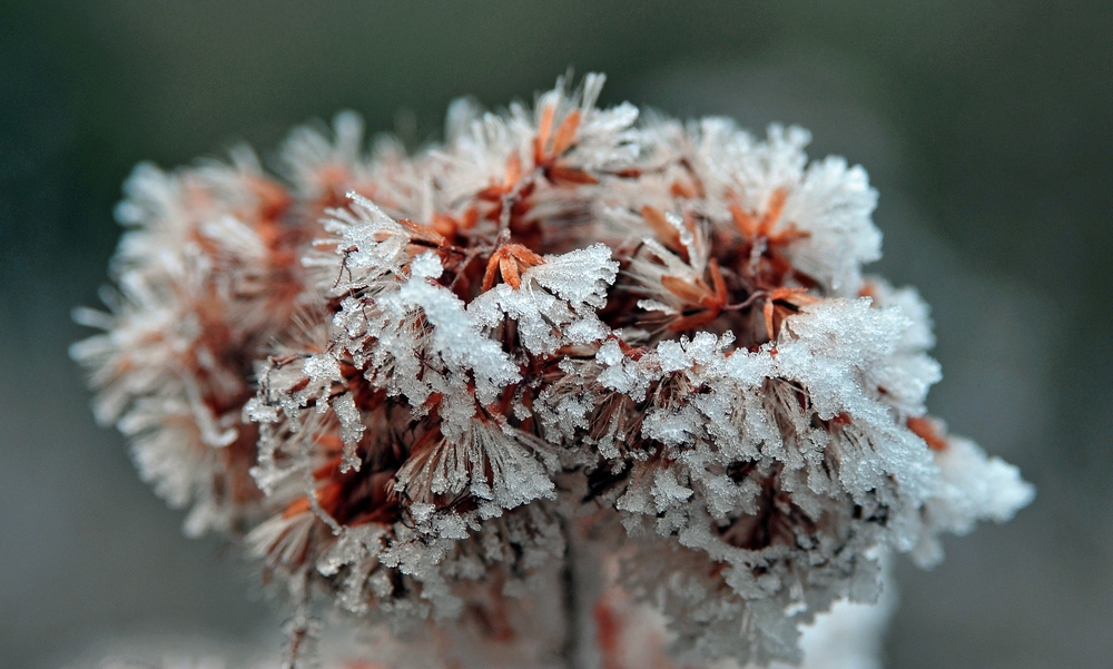 im Nebel und Frost