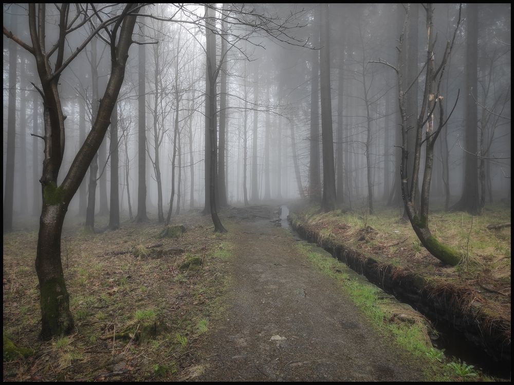 Im Nebel unterwegs Foto & Bild wald, mystisch, outdoor Bilder auf